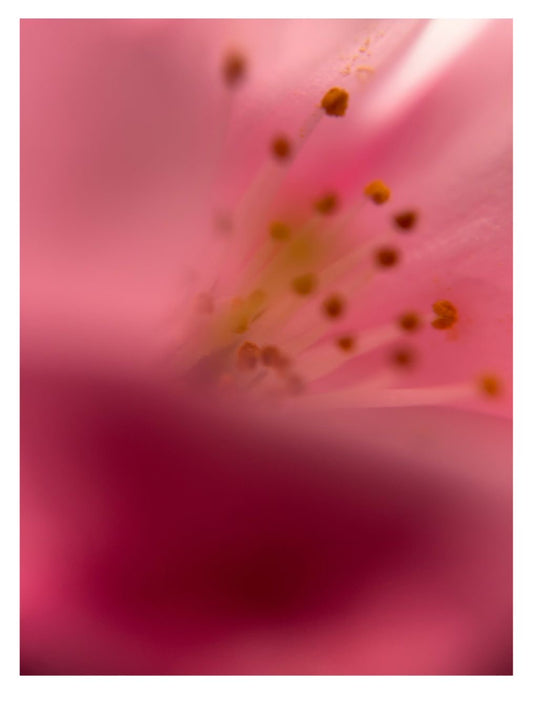 Organic Scapes 1