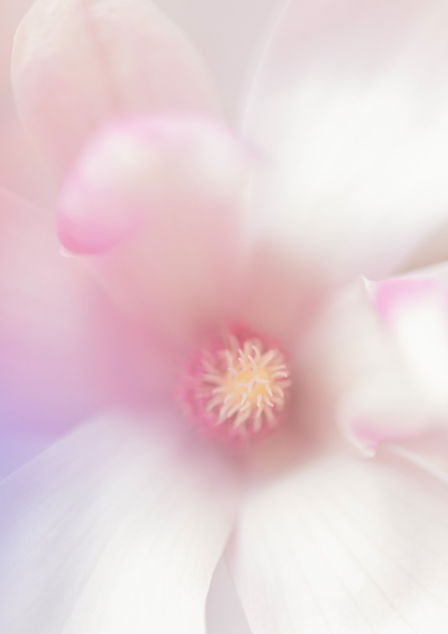 Magnolia Day