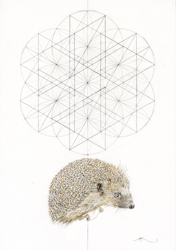 Hedgehog