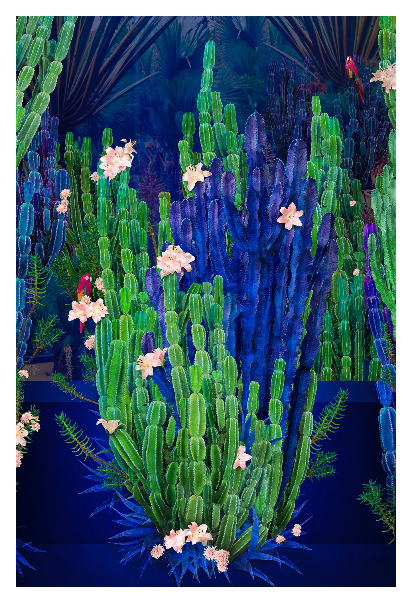 Cactus Garden