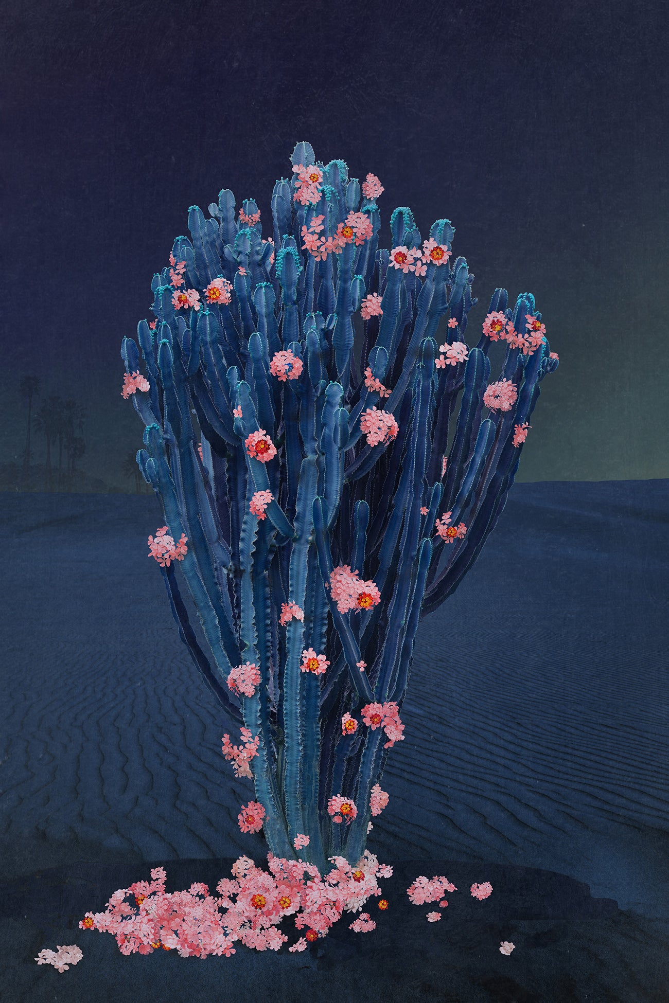 Cactus Nights