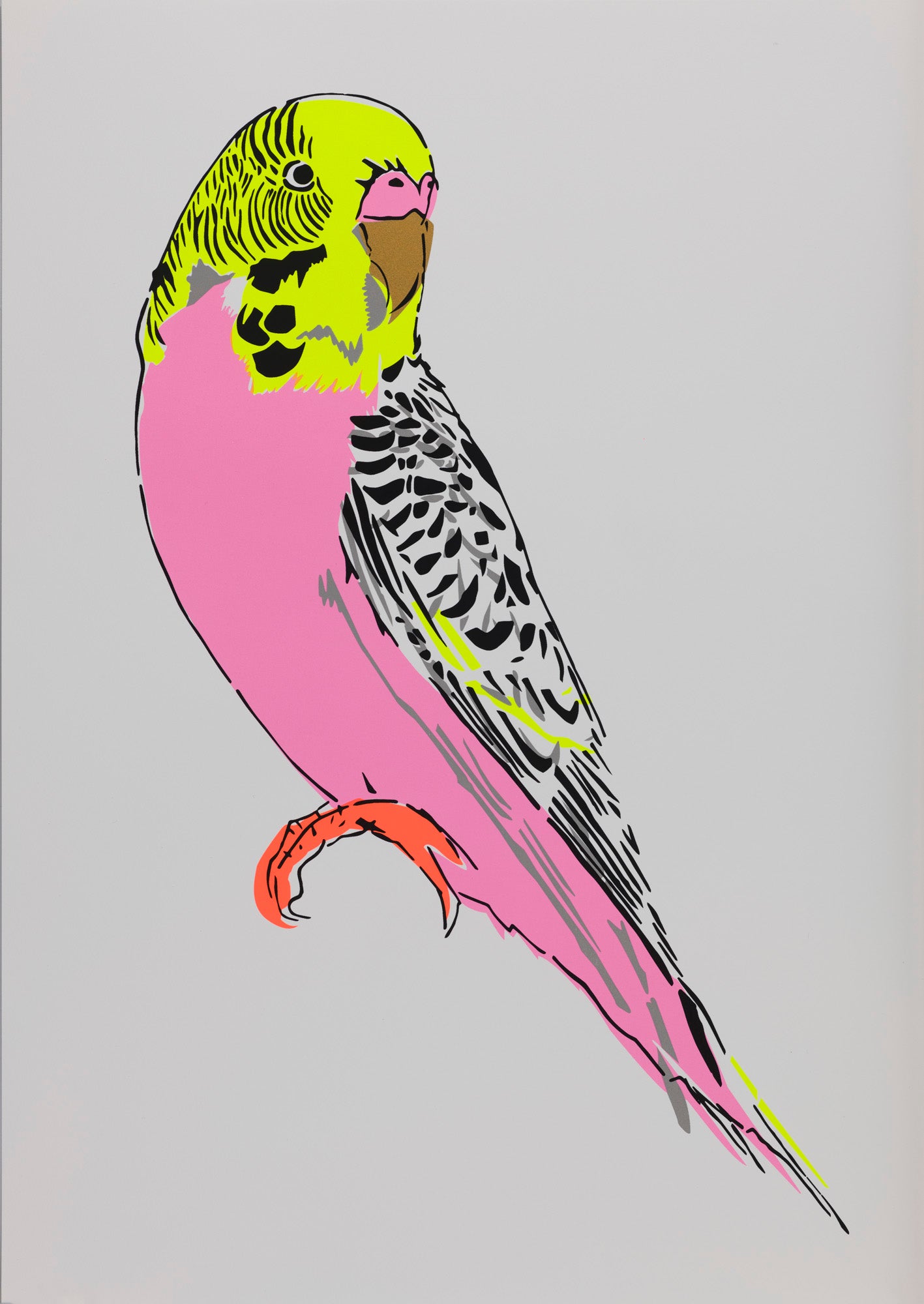 Budgerigar (Pink)