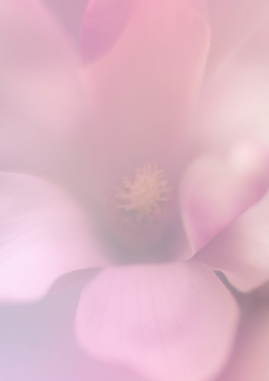 Magnolia Night