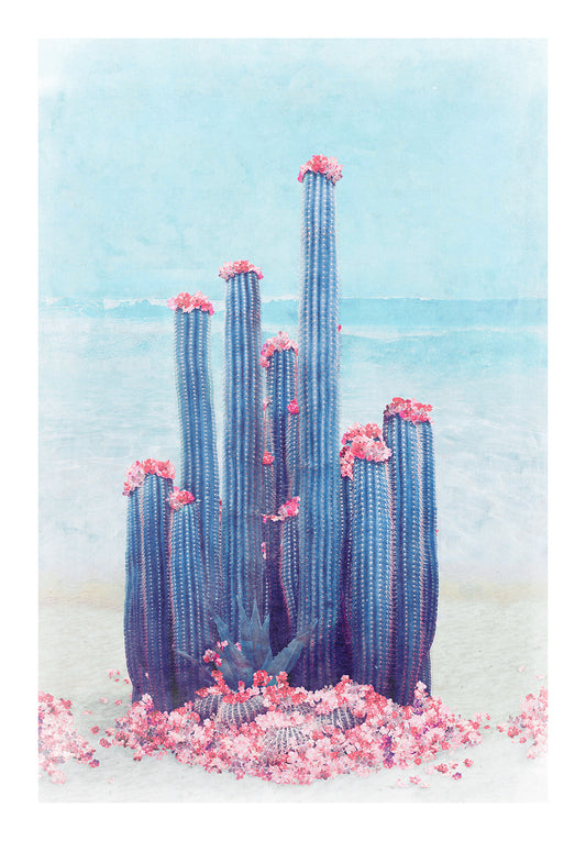 Cactus Beach