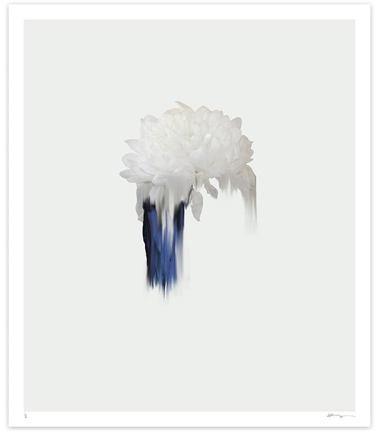 White Chrysanthemum on light grey background with blue paint pull. Signed and editioned at the bottom of the piece. 