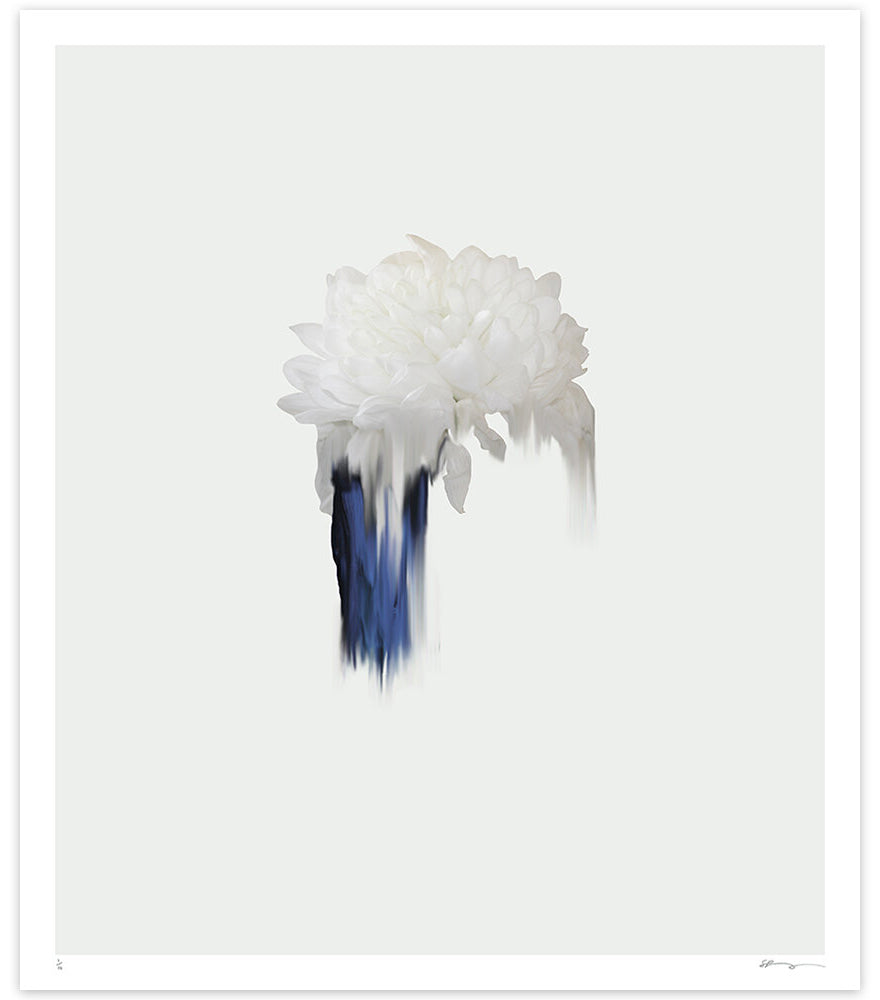 White Chrysanthemum on light grey background with blue paint pull. Signed and editioned at the bottom of the piece. 